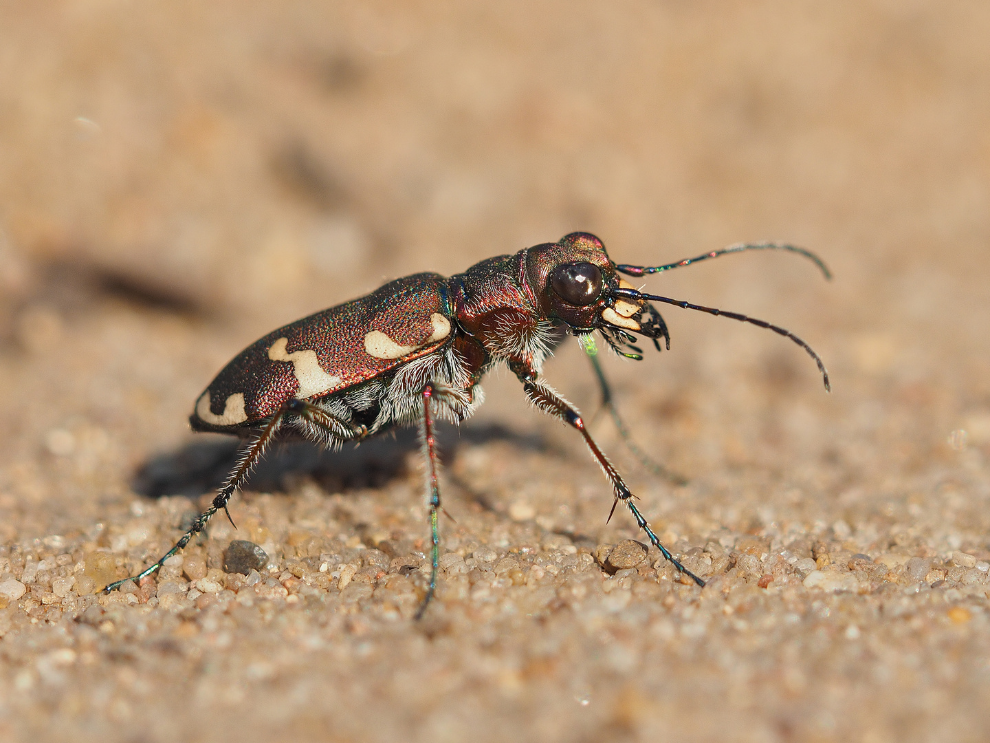 Sandlaufkäfer