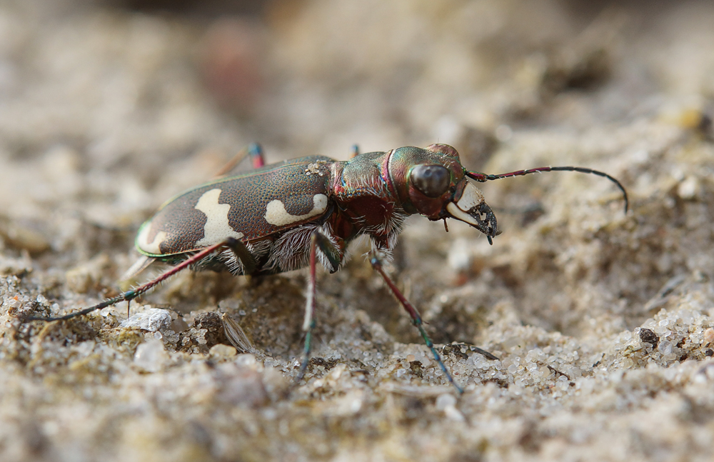 Sandlaufkäfer