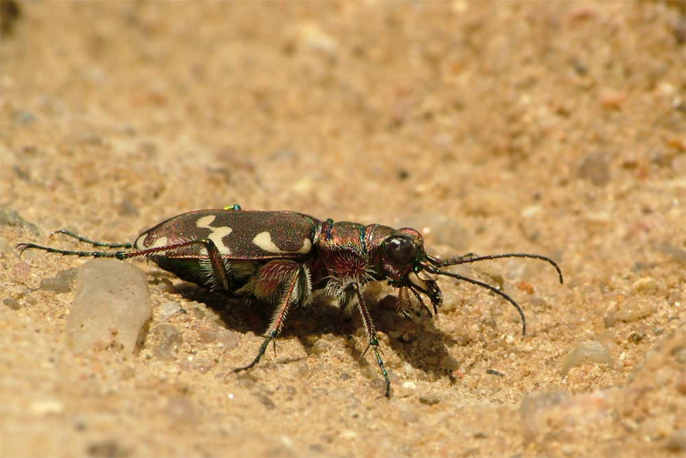 Sandlaufkäfer