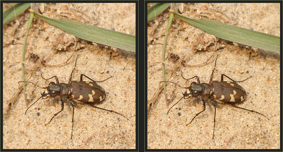 Sandlaufkäfer [3D]