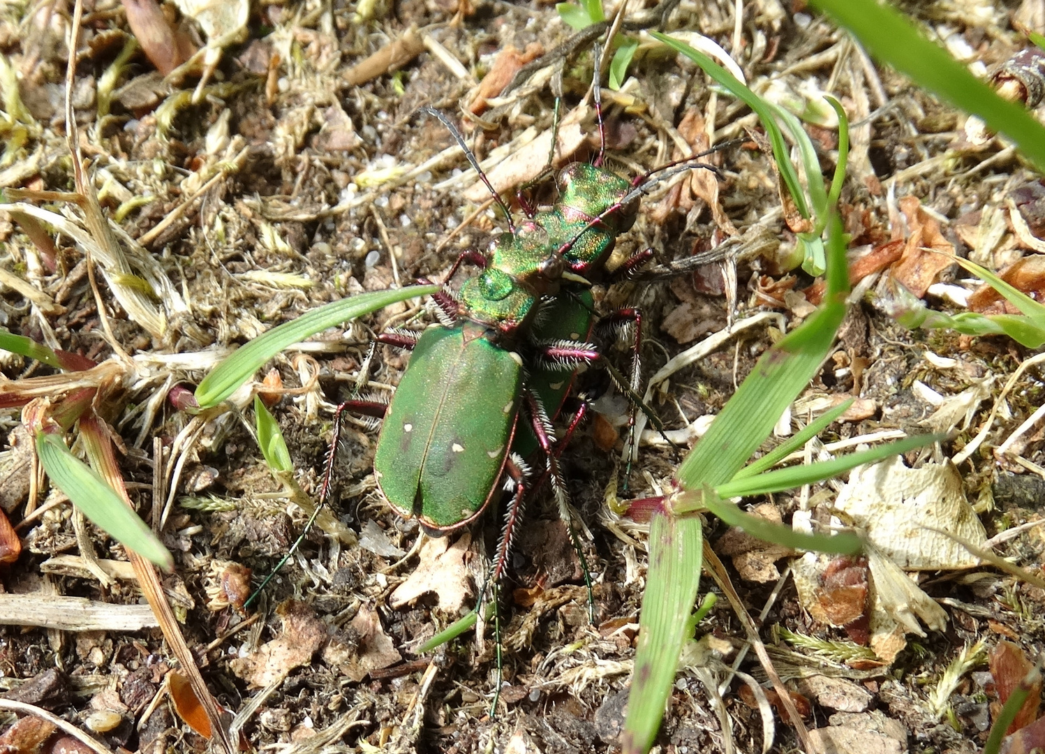 Sandlaufkäfer