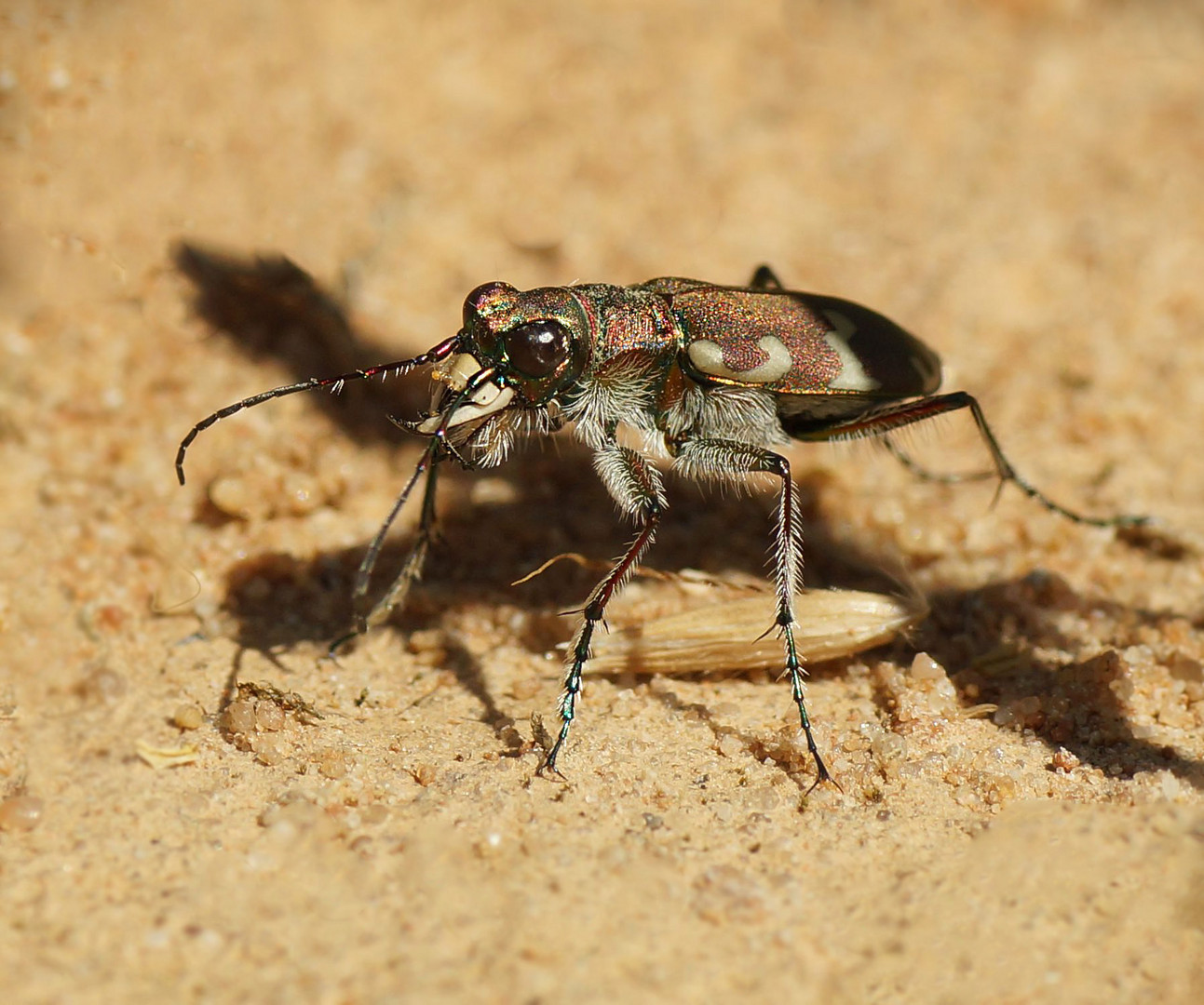 Sandlaufkäfer