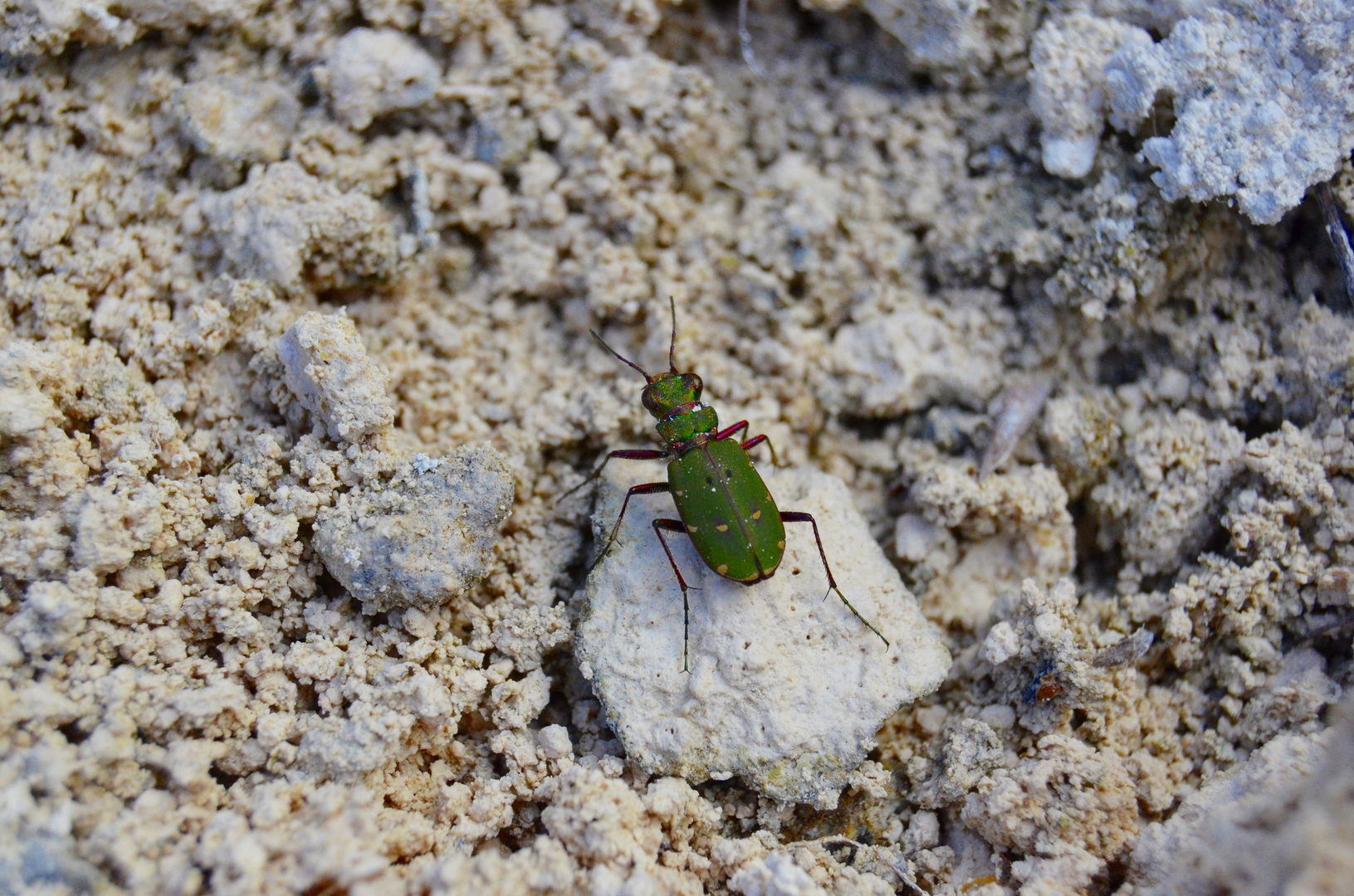 Sandlaufkäfer