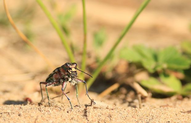 Sandlaufkäfer