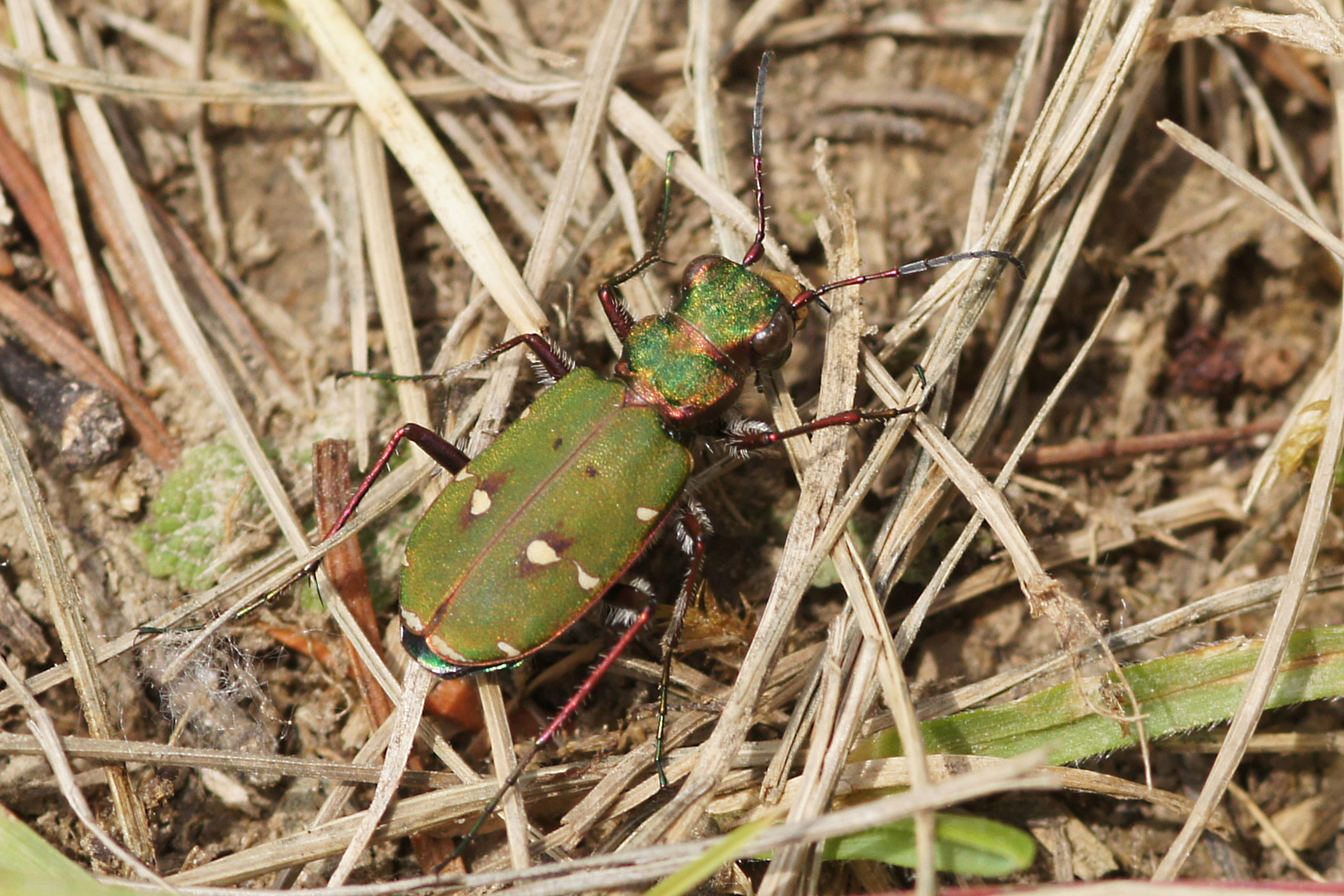 Sandlaufkäfer