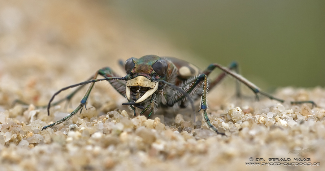 Sandlaufkäfer...