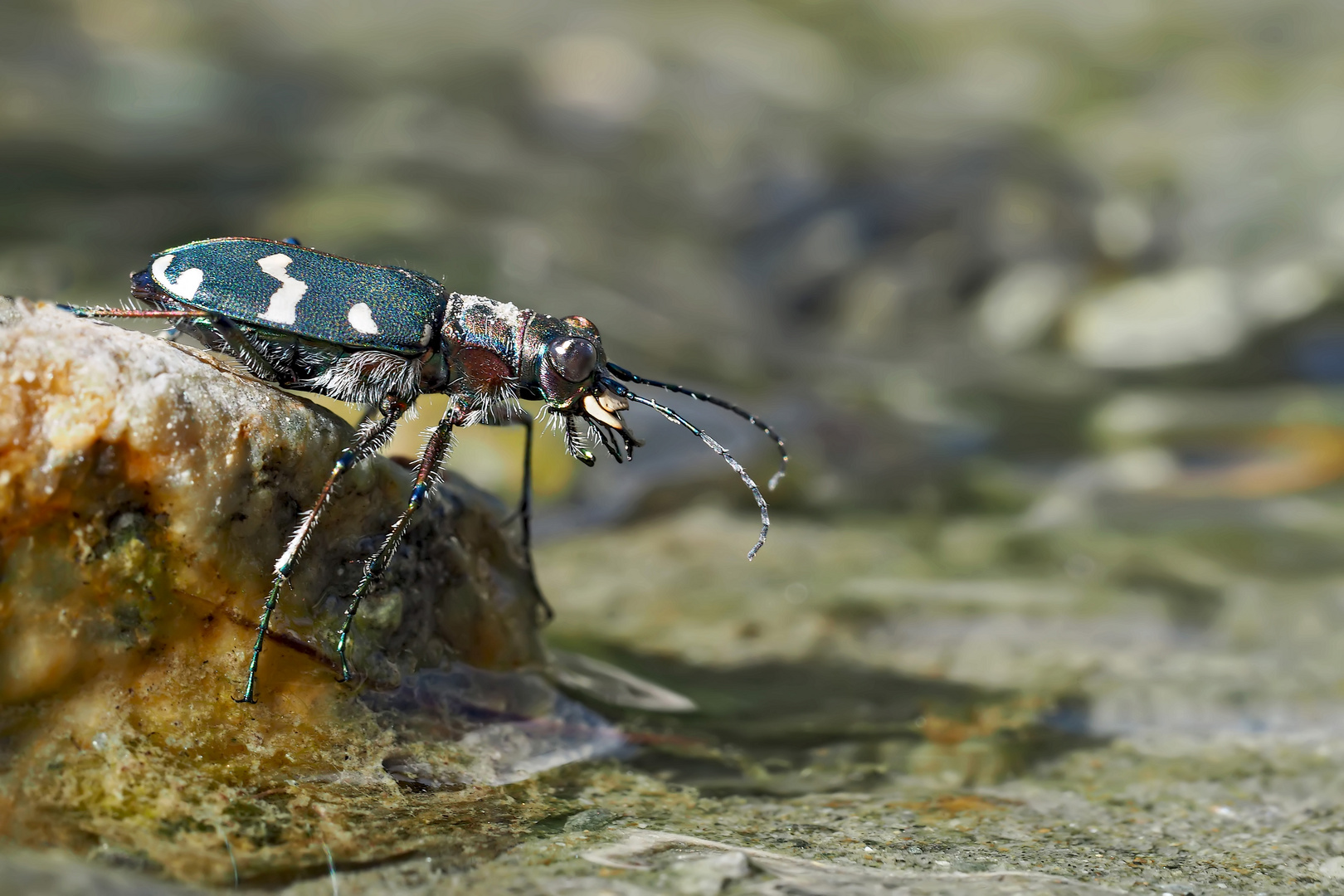 Sandlaufkäfer auf einer Insel im Bergbach... - Le coléoptère Cicindela sur une île!