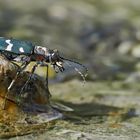 Sandlaufkäfer auf einer Insel im Bergbach... - Le coléoptère Cicindela sur une île!