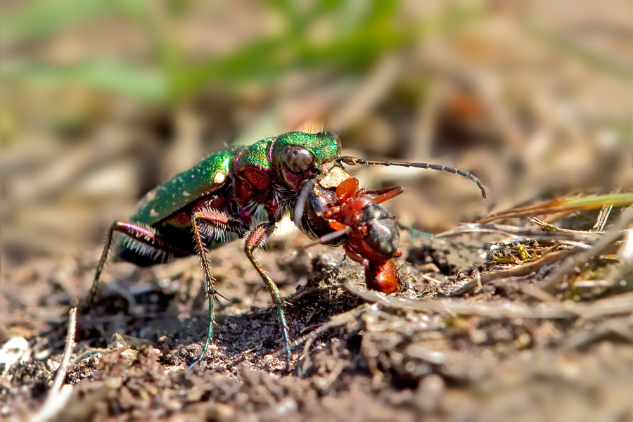 Sandlaufkäfer bei der Mahlzeit