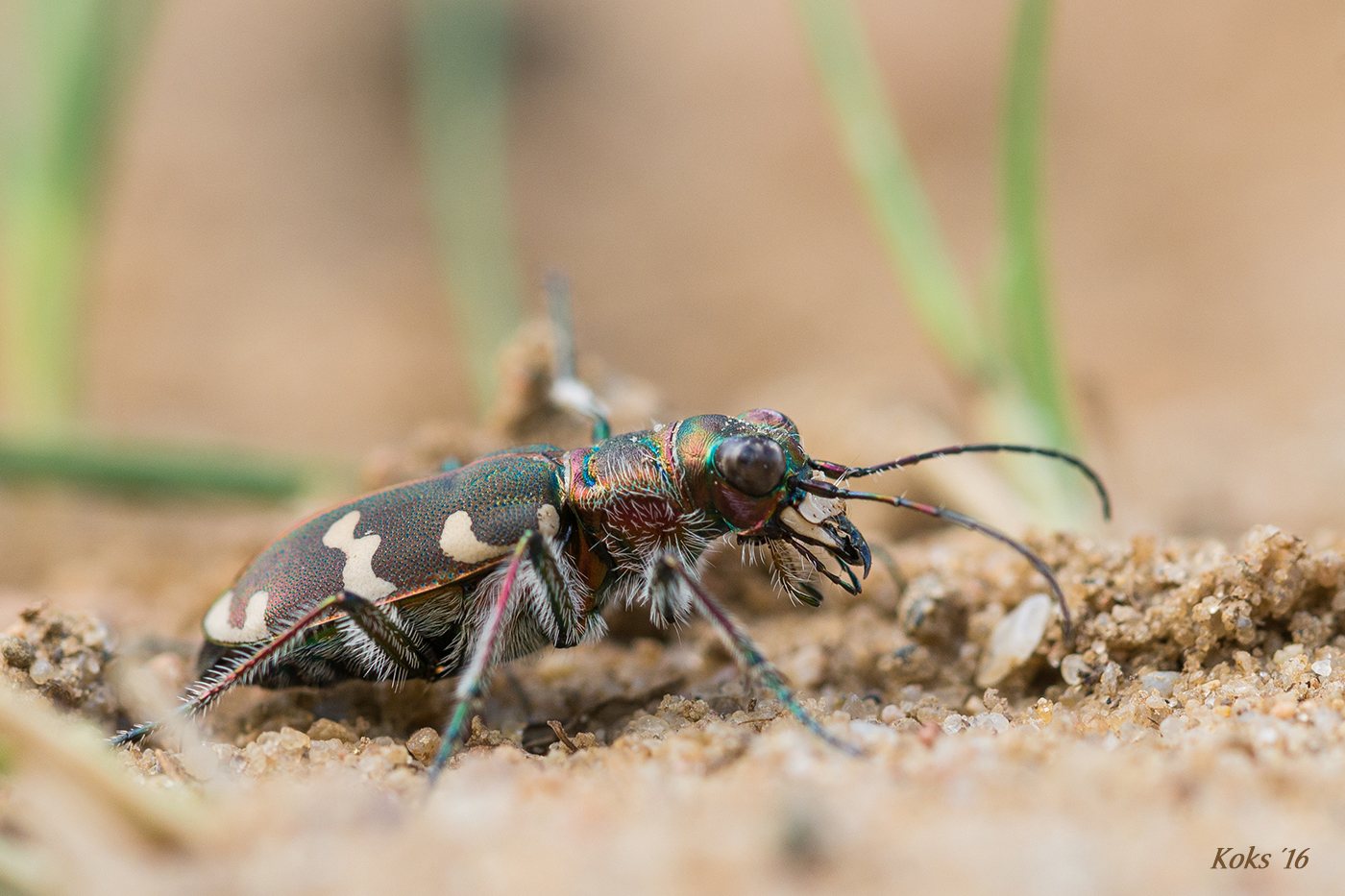 Sandlaufkäfer