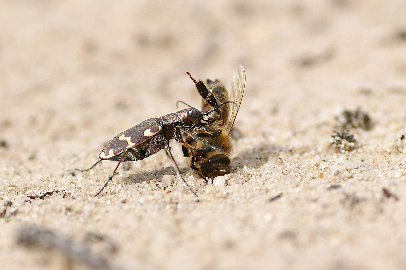 Sandlaufkäfer (Cicindela hybrida) mit Beute