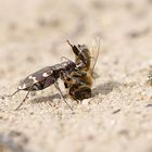 Sandlaufkäfer (Cicindela hybrida) mit Beute