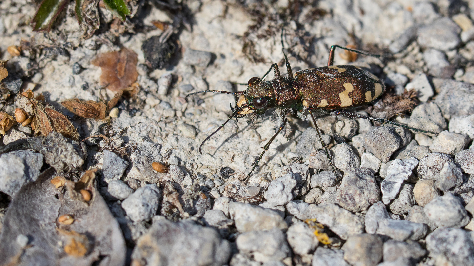 Sandlaufkäfer (Cicindelinae)