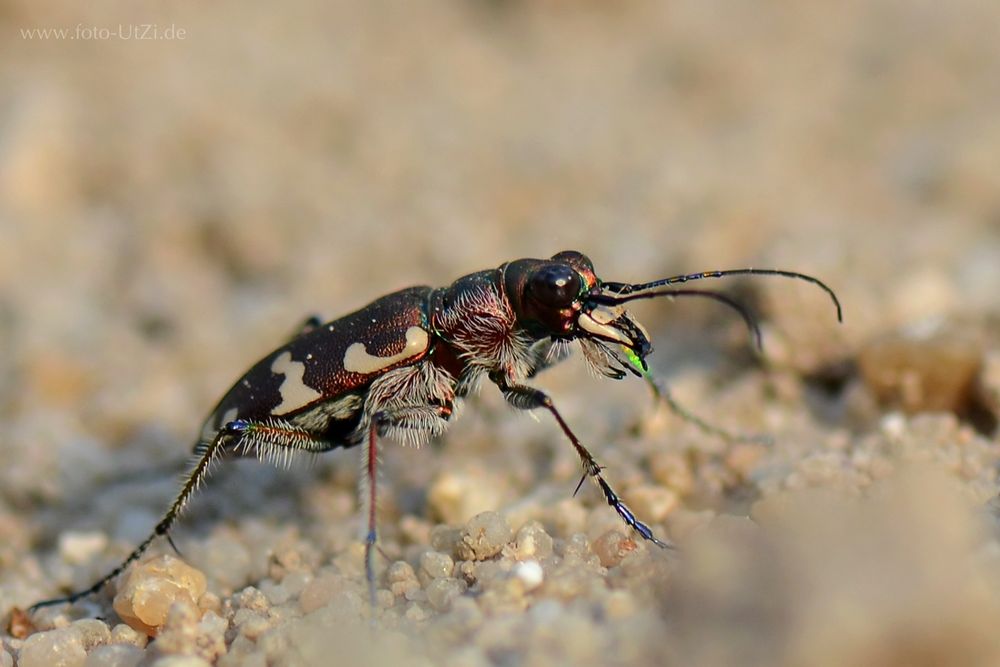 Sandlaufkäfer (Cicindelinae)