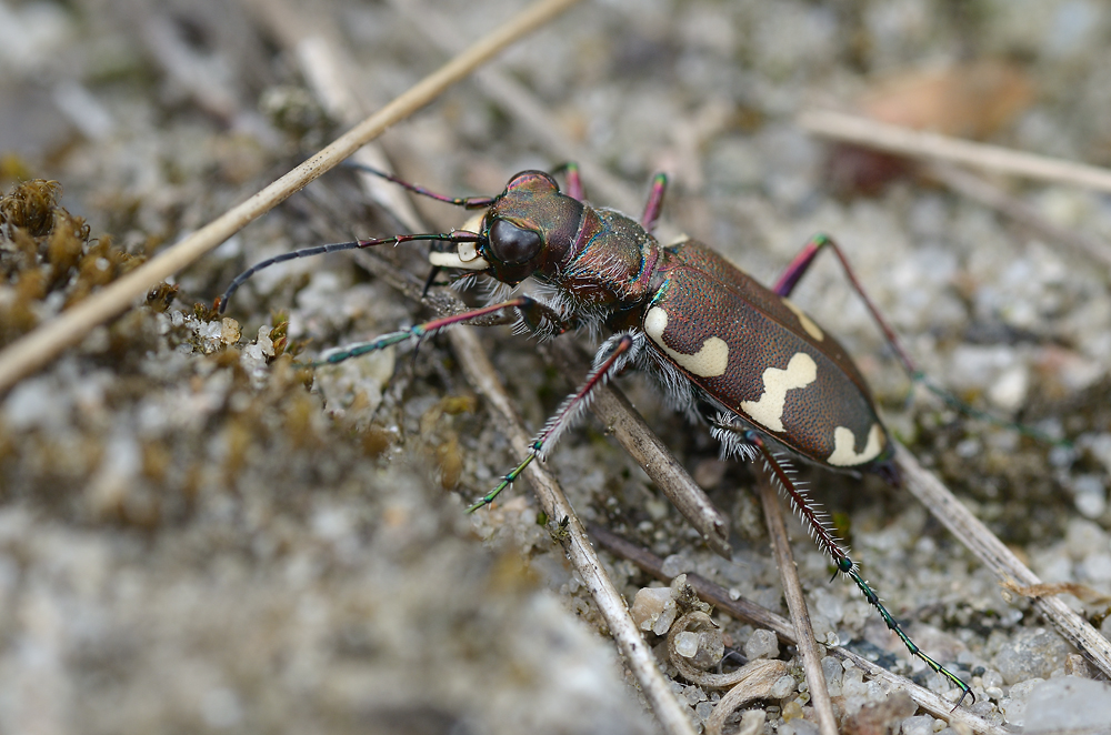 Sandlaufkäfer (Cicindelinae)