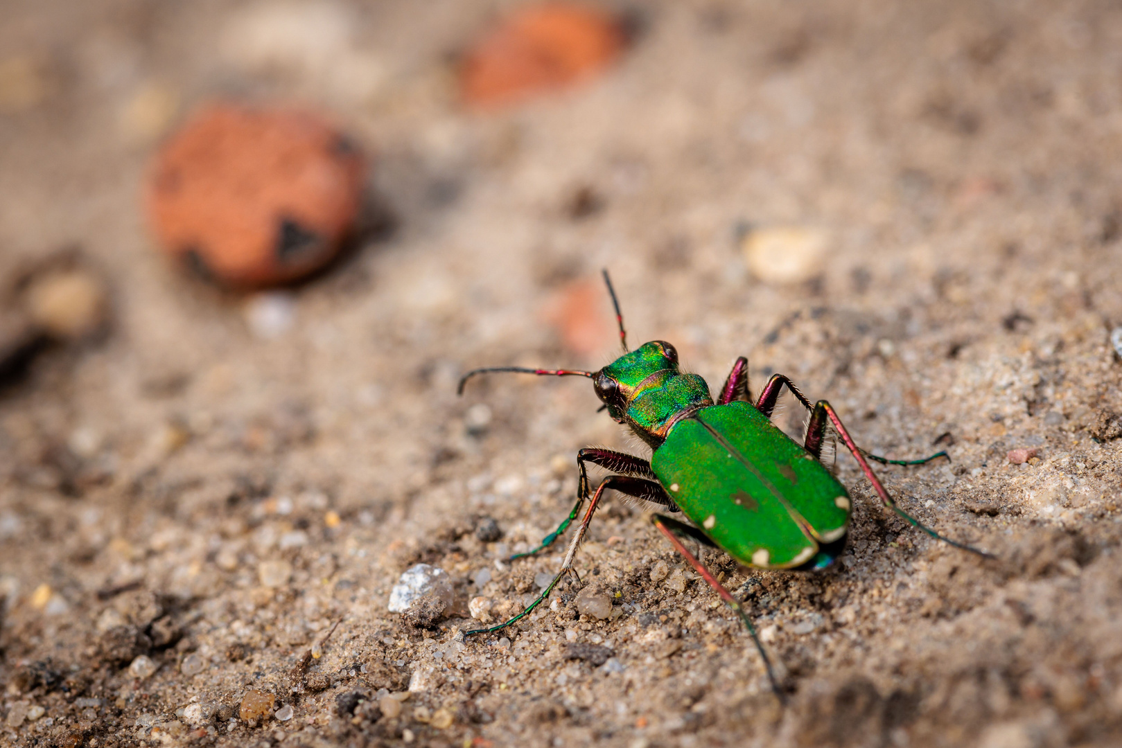 Sandlaufkäfer (Cicindelinae)