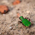 Sandlaufkäfer (Cicindelinae)