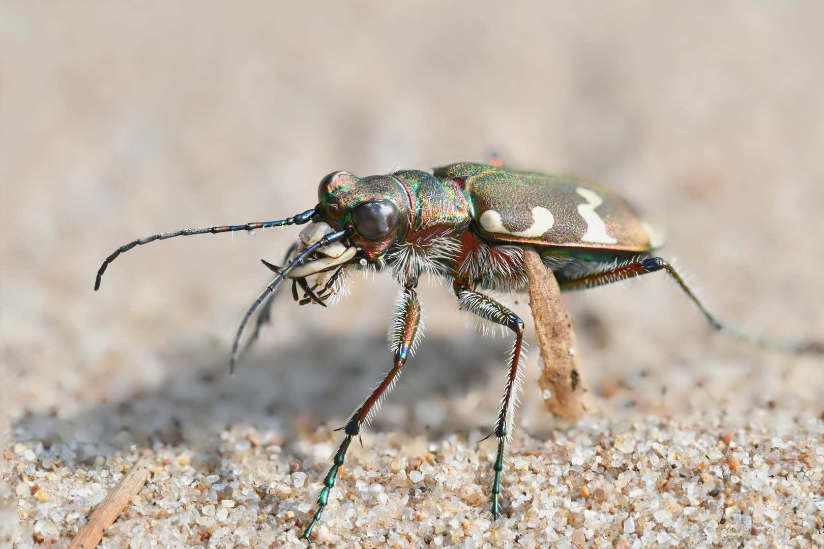 Sandlaufkäfer Foto & Bild natur, insekten, tiere Bilder auf