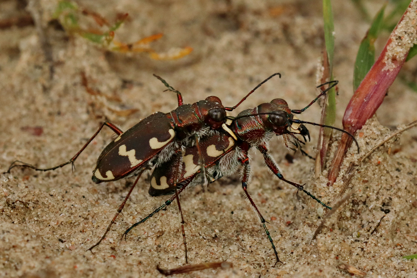 Sandlaufkäfer Doppelpack...