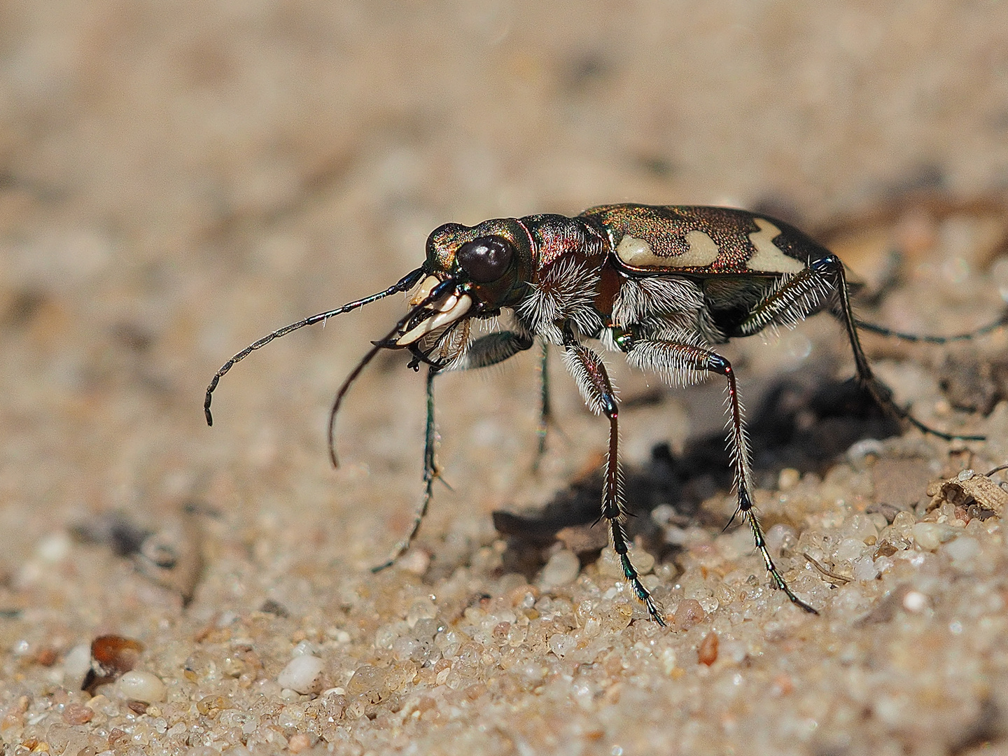 Sandlaufkäfer