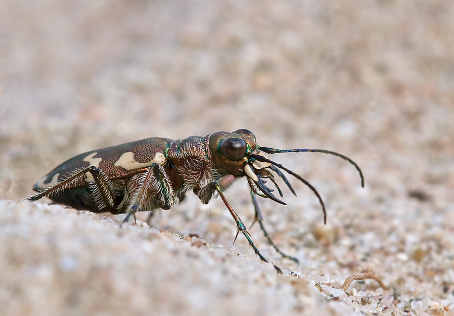 Sandlaufkäfer