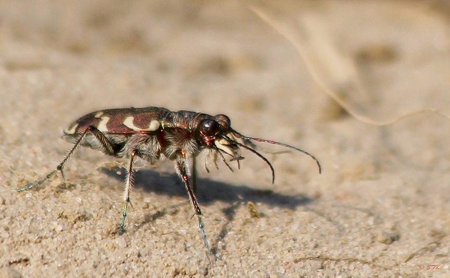 Sandlaufkäfer