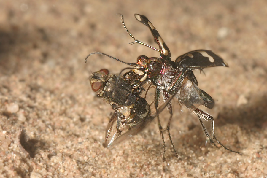 Sandlaufkäfer mit Beute