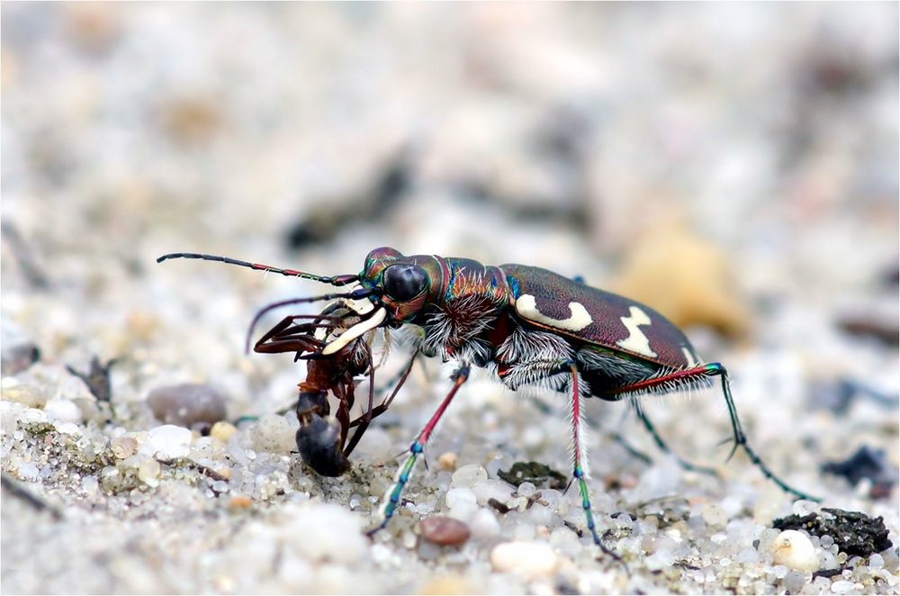 Sandlaufkäfer mit Beute