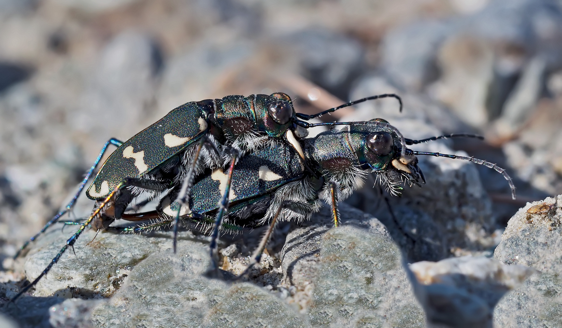 Sandlaufkäfer sorgen dafür, dass ihre Art nicht ausstirbt! - Cicindèles (Sylvicola ou Hybrida?)