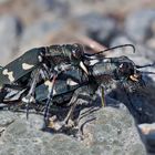 Sandlaufkäfer sorgen dafür, dass ihre Art nicht ausstirbt! - Cicindèles (Sylvicola ou Hybrida?)