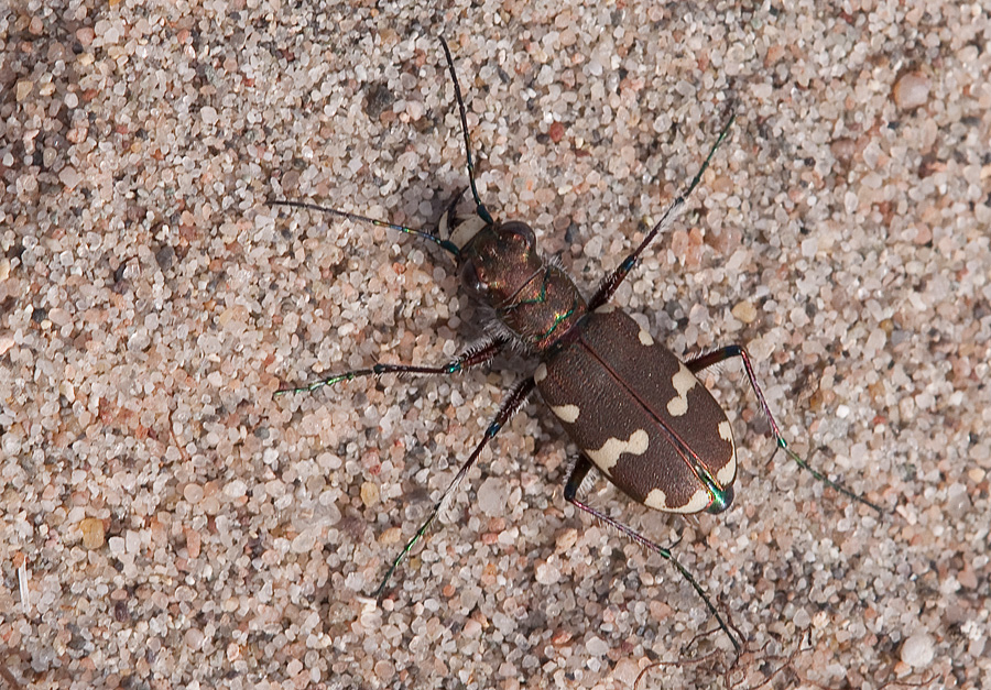 Sandlaufkäfer von oben