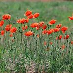 Sandmohn