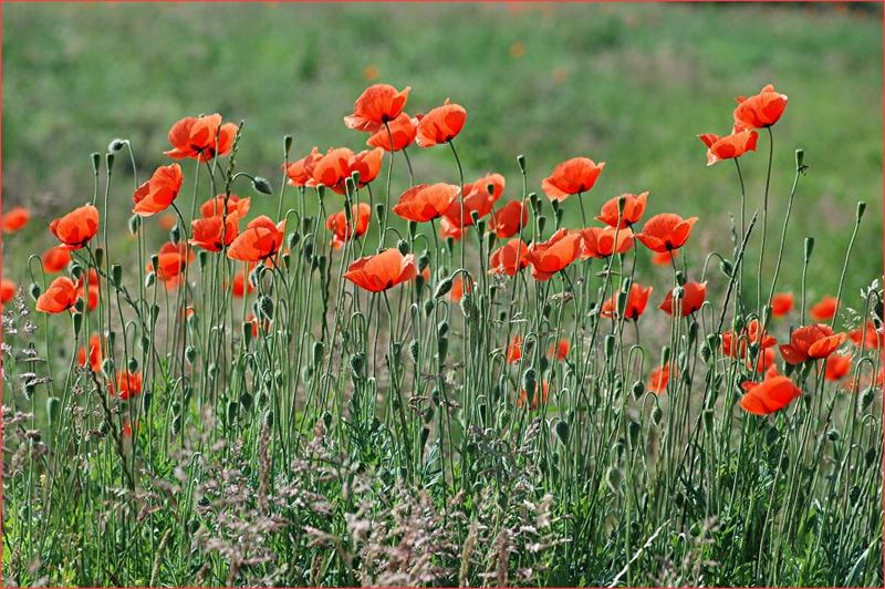 Sandmohn