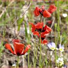 Sandmohn