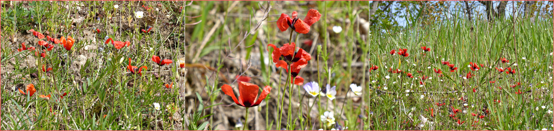 Sandmohn