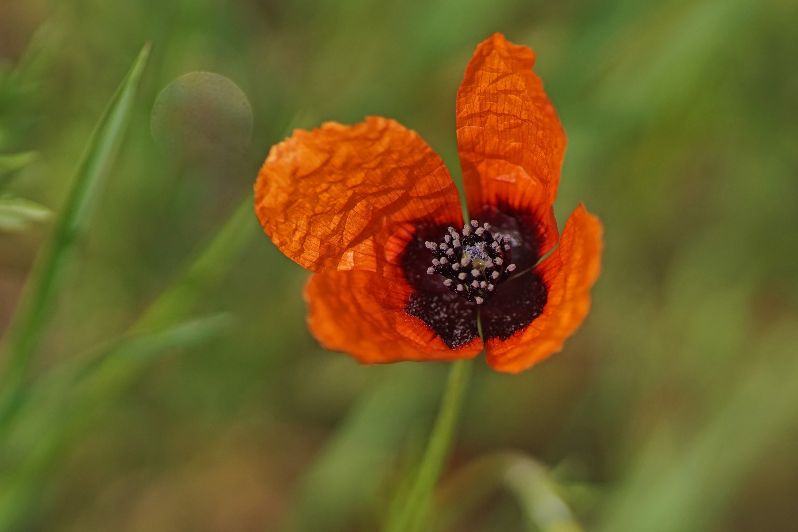 Sandmohn (Papaver argemone)