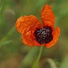 Sandmohn (Papaver argemone)