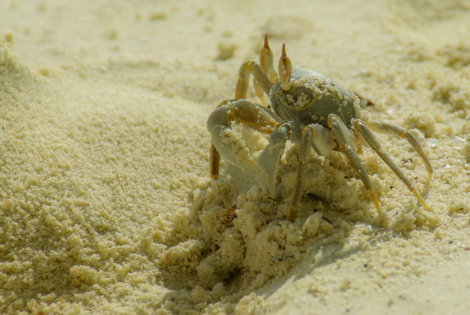 Sandmonster?