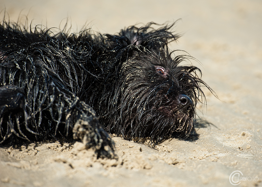 Sandmonster