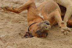 Sandmonster