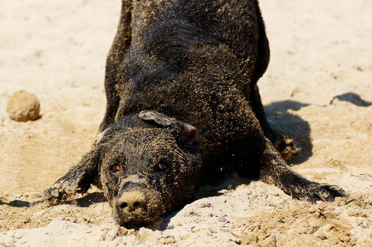 Sandmonster