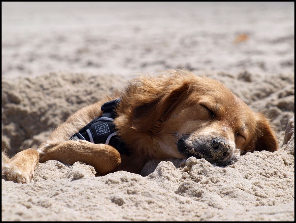 sandnäschen...