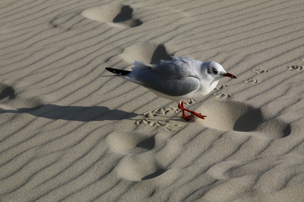 sand...nur sand,wo bin ich denn hier "gelandet"