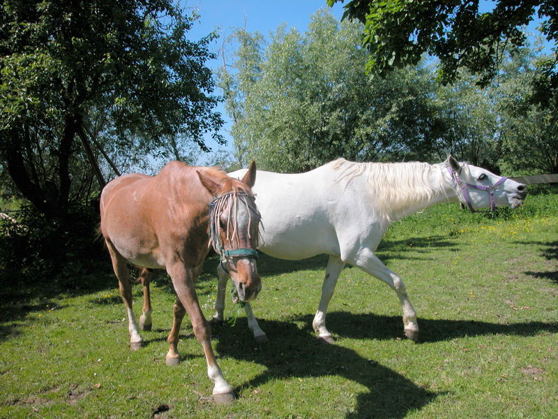 Sandokan und Lupus