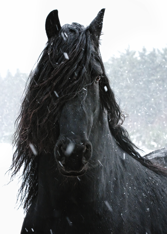 Sandor im Schnee