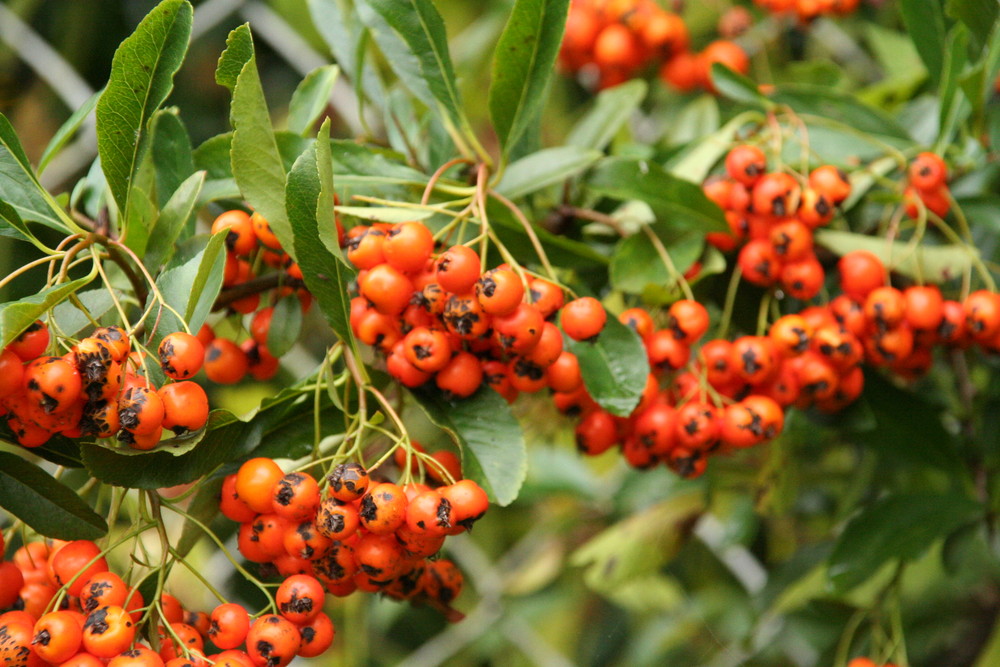 Sandorn Foto & Bild archiv projekte naturchannel, naturprojekte 2007