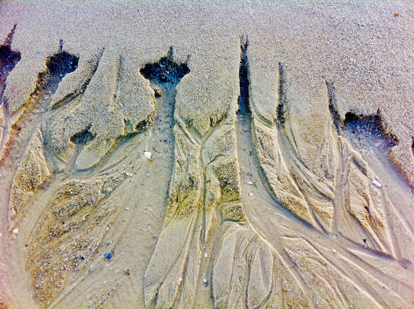 Sandpflanzenwurzeln