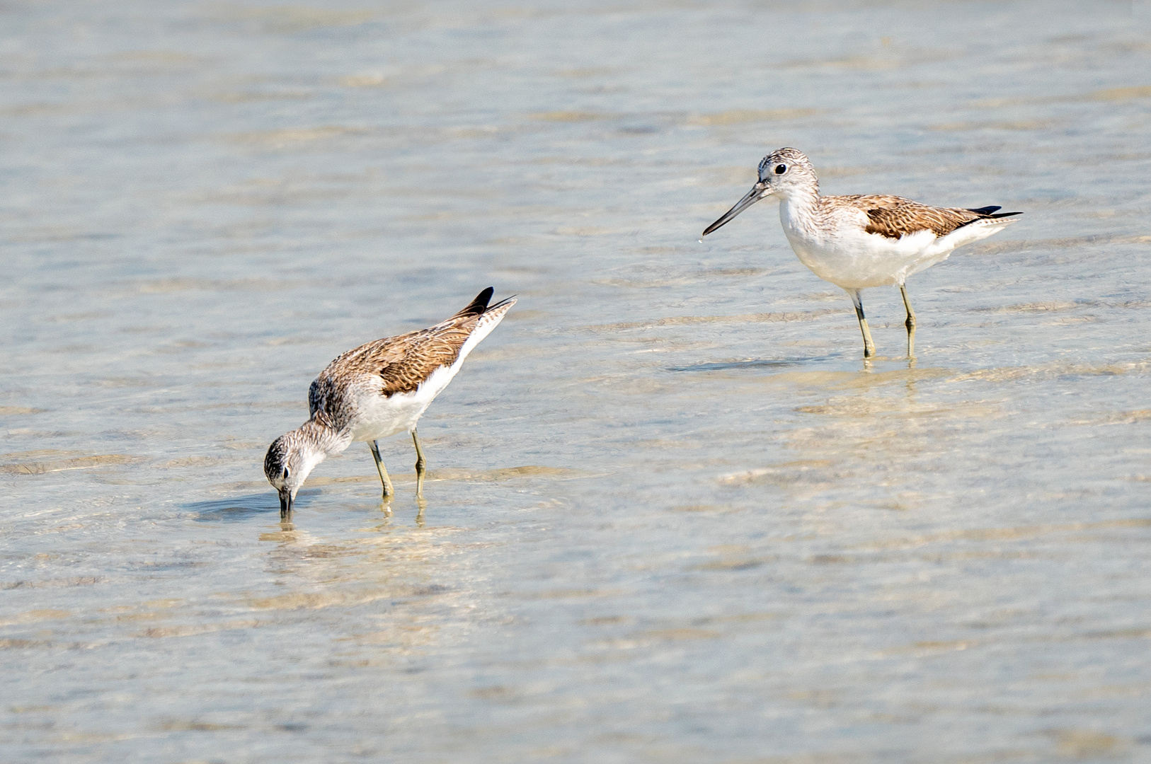 Sandpiper