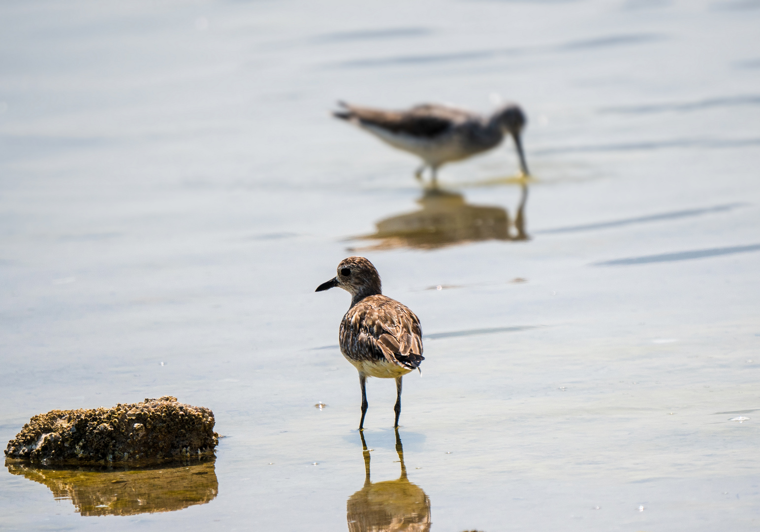 Sandpiper