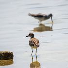 Sandpiper